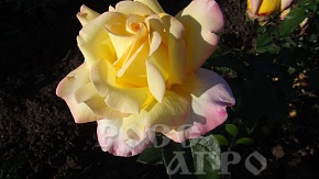 Роза чайно гибридная Глория Дей Интернет магазин ross-agro.ru