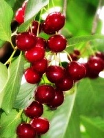 Саженцы вишни Мелитопольская десертная Интернет магазин ross-agro.ru