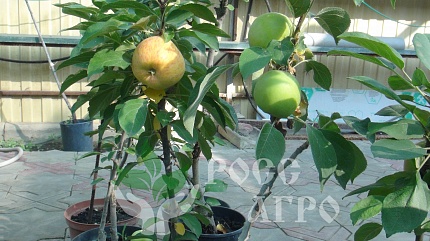 Колоновидные яблони