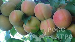 Саженцы абрикоса Фармингдейл