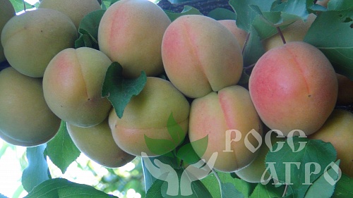 Саженцы абрикоса Фармингдейл Интернет магазин ross-agro.ru