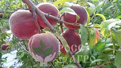 Саженцы персика Коллинз