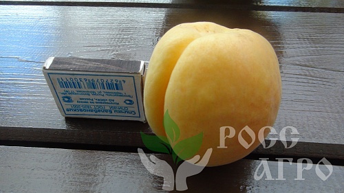 Саженцы абрикоса Сатисфекшн Интернет магазин ross-agro.ru