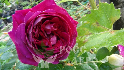 Розы РоссАгро