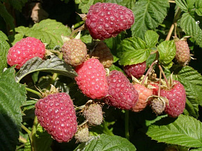 Малина Дельбар Монифик    Интернет магазин ross-agro.ru