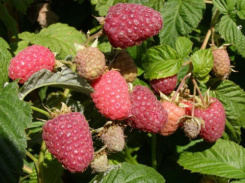 Малина Дельбар Монифик Интернет магазин ross-agro.ru Малина Дельбар Монифик Интернет магазин ross-agro.ru