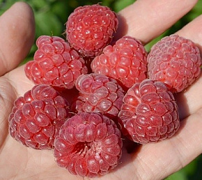 Малина Глен Эмпл Интернет магазин ross-agro.ru