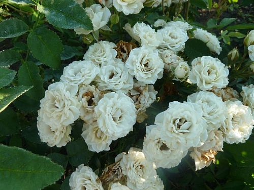 Роза спрей белая Интернет магазин ross-agro.ru