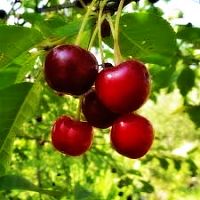 Саженцы вишни Владимирская Интернет магазин ross-agro.ru