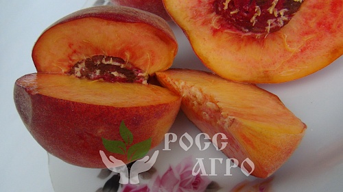 Саженцы персика Крымский фейерверк Интернет магазин ross-agro.ru