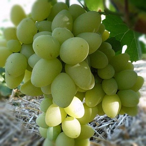 Саженцы столового винограда Сеянец Продюсера Интернет магазин ross-agro.ru