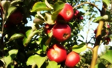 Саженцы яблони Джонагольд Декоста Интернет магазин ross-agro.ru