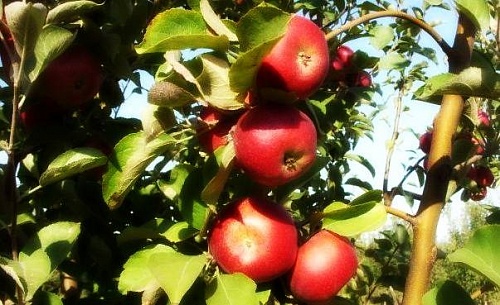 Саженцы яблони Джонагольд Декоста Интернет магазин ross-agro.ru Саженцы яблони Джонагольд Декоста Интернет магазин ross-agro.ru