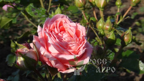 Роза вьющаяся персиковая Интернет магазин ross-agro.ru Роза вьющаяся персиковая Интернет магазин ross-agro.ru