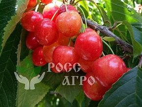 Саженцы черешни Приусадебная Интернет магазин ross-agro.ru