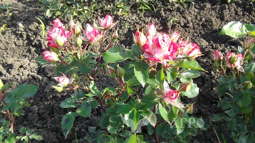 Почвопокровная роза бело-розовая Интернет магазин ross-agro.ru