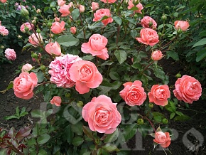 Роза шраб Колетт Colette Интернет магазин ross-agro.ru