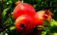 Саженцы граната Восточный