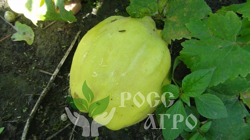 Саженцы айвы десертная Интернет магазин ross-agro.ru