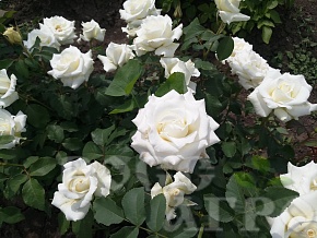 Роза чайно-гибридная Бьянка, саженцы. Интернет магазин ross-agro.ru