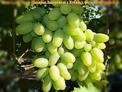 Саженцы винограда Эльф