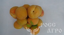 саженец абрикоса Крымский Амур Интернет магазин ross-agro.ru