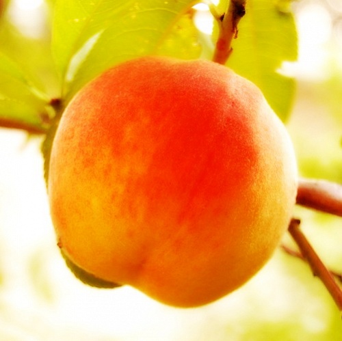 Саженцы персика Гранд Феррард Интернет магазин ross-agro.ru