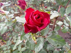 Роза чайно гибридная Эксплорер