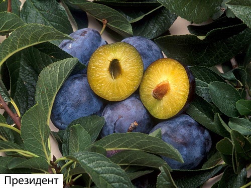 Саженцы сливы Президент Интернет магазин ross-agro.ru Саженцы сливы Президент Интернет магазин ross-agro.ru