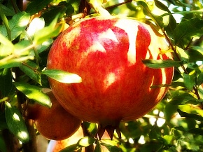 Саженцы граната Азиатский Интернет магазин ross-agro.ru