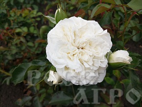 Роза английская Tranquillity (Транквилити) Интернет магазин ross-agro.ru