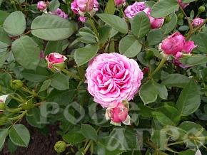 Роза флорибунда Клер Маршал (Claire Marshall) Интернет магазин ross-agro.ru