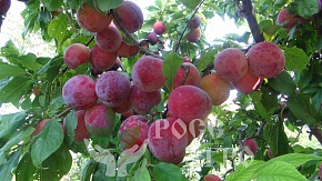 Саженцы сливы Оцарк Премьер Интернет магазин ross-agro.ru