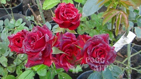 Роза вьющаяся ярко-красная Интернет магазин ross-agro.ru