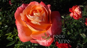 Роза чайно гибридная Хай Мэджик Интернет магазин ross-agro.ru