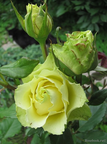 Роза вьющаяся зеленая Интернет магазин ross-agro.ru