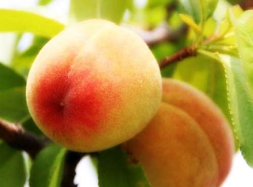 Саженцы персика Золотая Москва Интернет магазин ross-agro.ru Саженцы персика Золотая Москва Интернет магазин ross-agro.ru