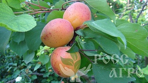 Саженцы абрикоса Краснощекий Интернет магазин ross-agro.ru