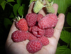 Малина Феномен