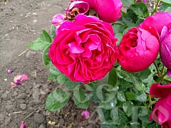 Роза чайно-гибридная Аскот Ascot