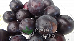 Саженцы сливы Гилберт