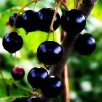 Саженцы смородины Гулливер Интернет магазин ross-agro.ru