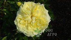 Вьющаяся роза Люция