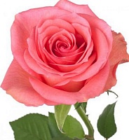 Роза чайно гибридная Декора