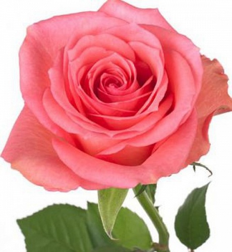 Роза чайно гибридная Декора Интернет магазин ross-agro.ru