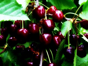 Саженцы черешни Регина Интернет магазин ross-agro.ru