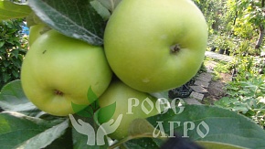 Саженцы яблони колонновидной Т-101 Интернет магазин ross-agro.ru