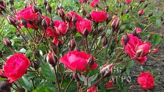 Роза спрей бордюрная малиновая