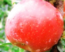 Саженцы яблони Фуджи Интернет магазин ross-agro.ru