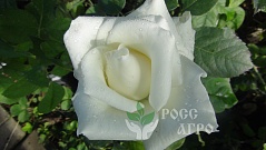 Роза чайно гибридная Асланд